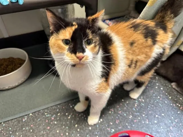 An adult medium-sized female Domestic Short Hair cat named Four for adoption in Peoria, IL
