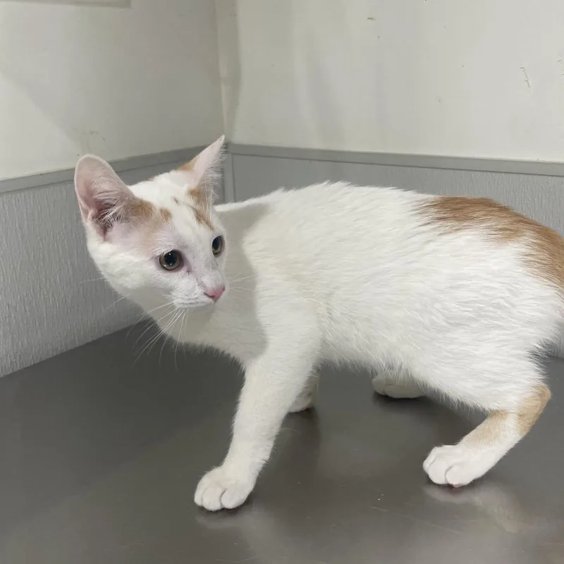 A young medium-sized male White Domestic Short Hair cat named Archie for adoption in Tampa, FL