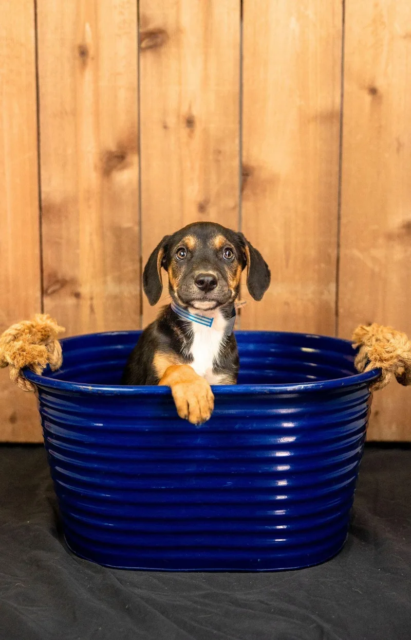 A baby medium-sized female Shepherd dog named 701-26 for adoption in Brighton, CO