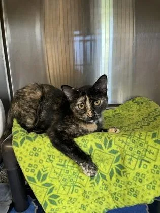 An adult small-sized female Domestic Short Hair cat named Egypt for adoption in Independence, MO