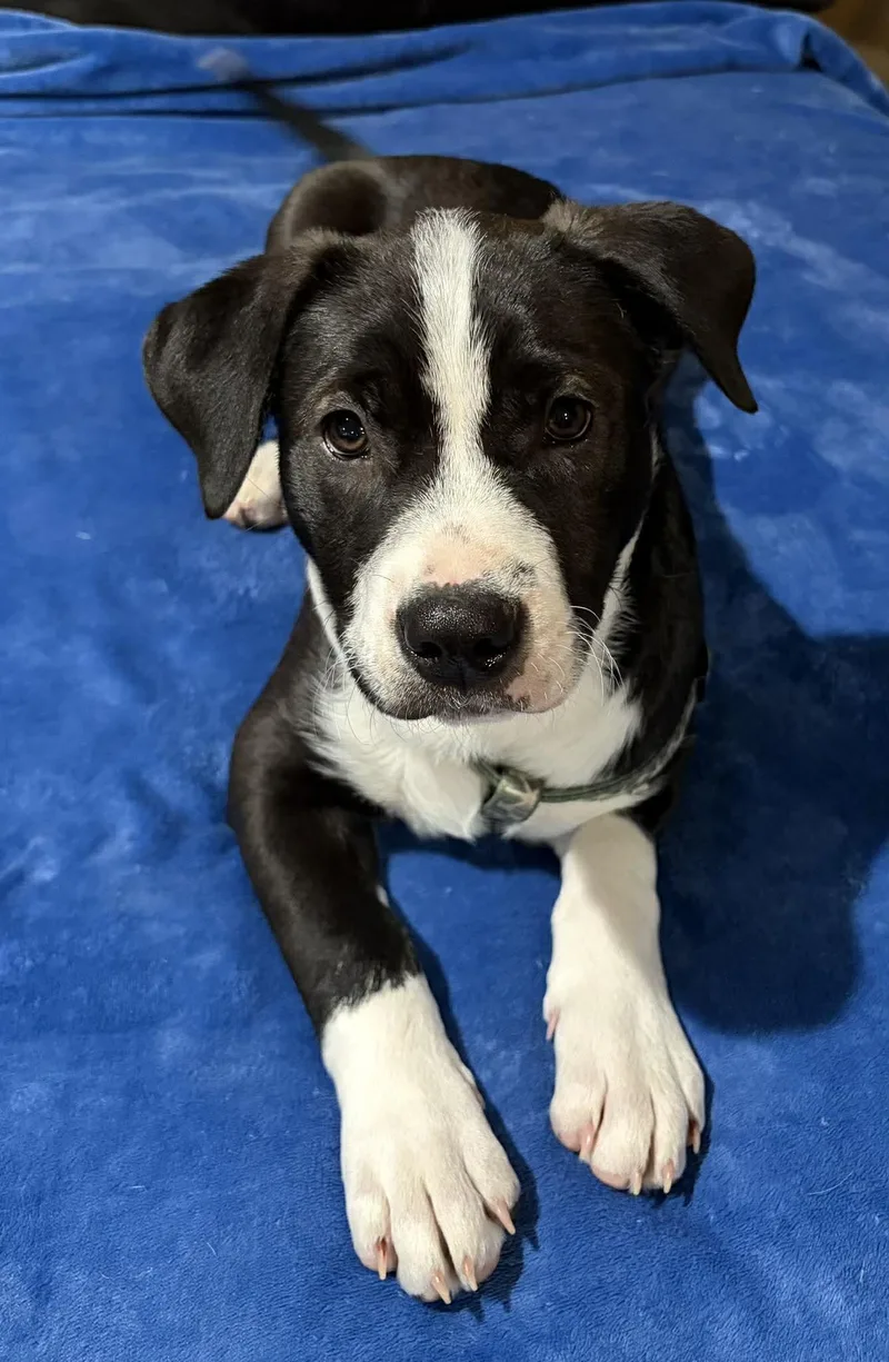 Murphy  Darlin's Litter thumbnail 2