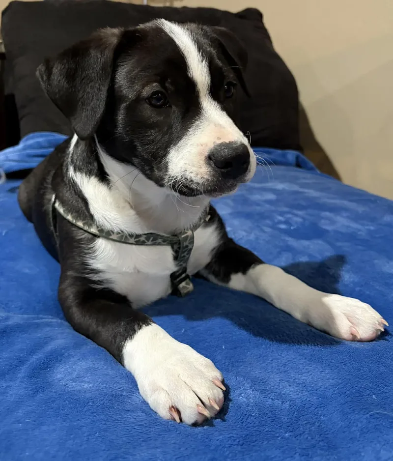 Murphy  Darlin's Litter thumbnail 3