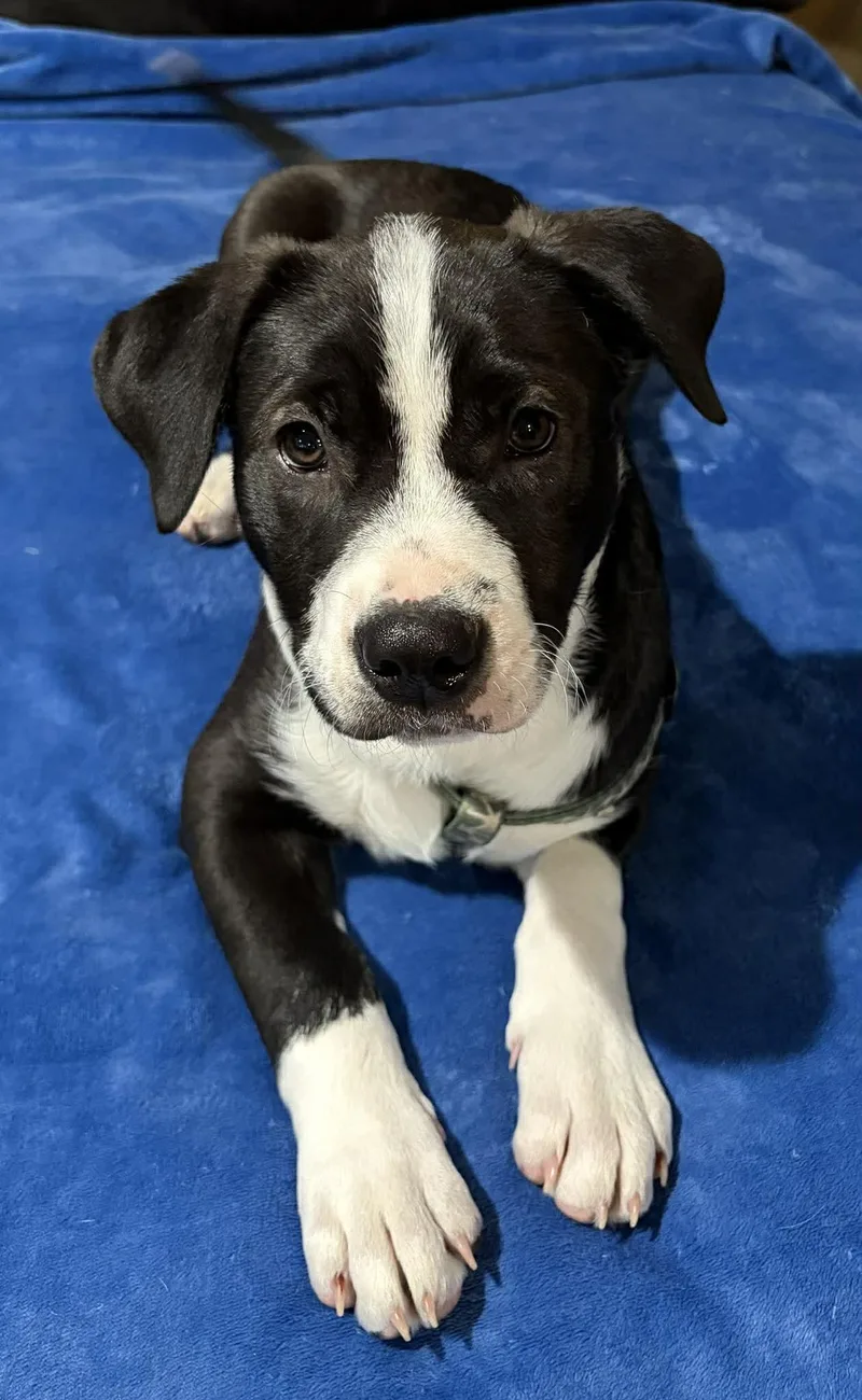 Murphy  Darlin's Litter thumbnail 4