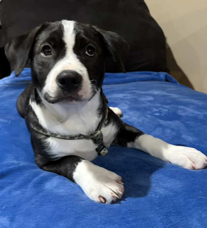 Murphy  Darlin's Litter thumbnail 5