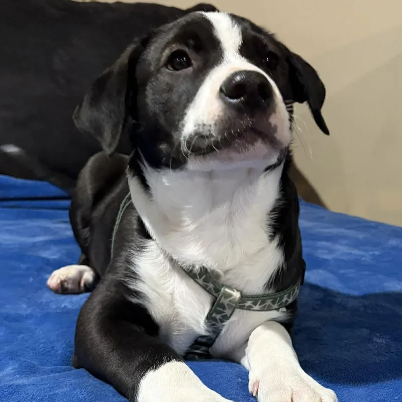 Murphy  Darlin's Litter