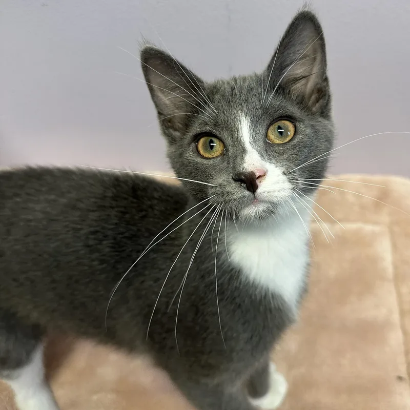 A baby large-sized female Domestic Short Hair cat named Maeve for adoption in Exeter, RI