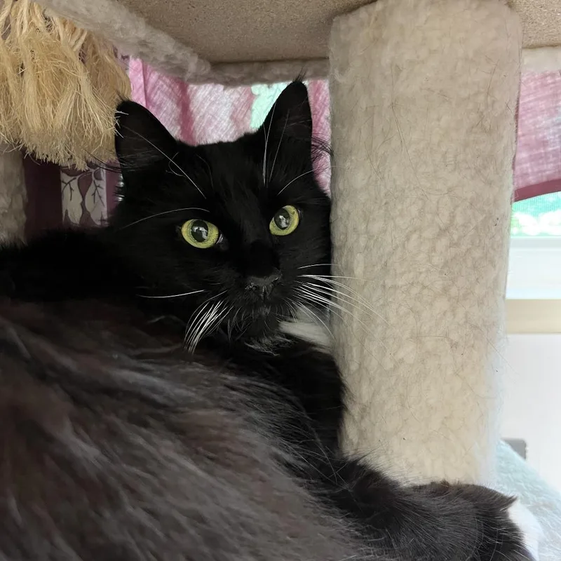 An adult medium-sized female Black Maine Coon cat named Luna for adoption in Bedford, NH