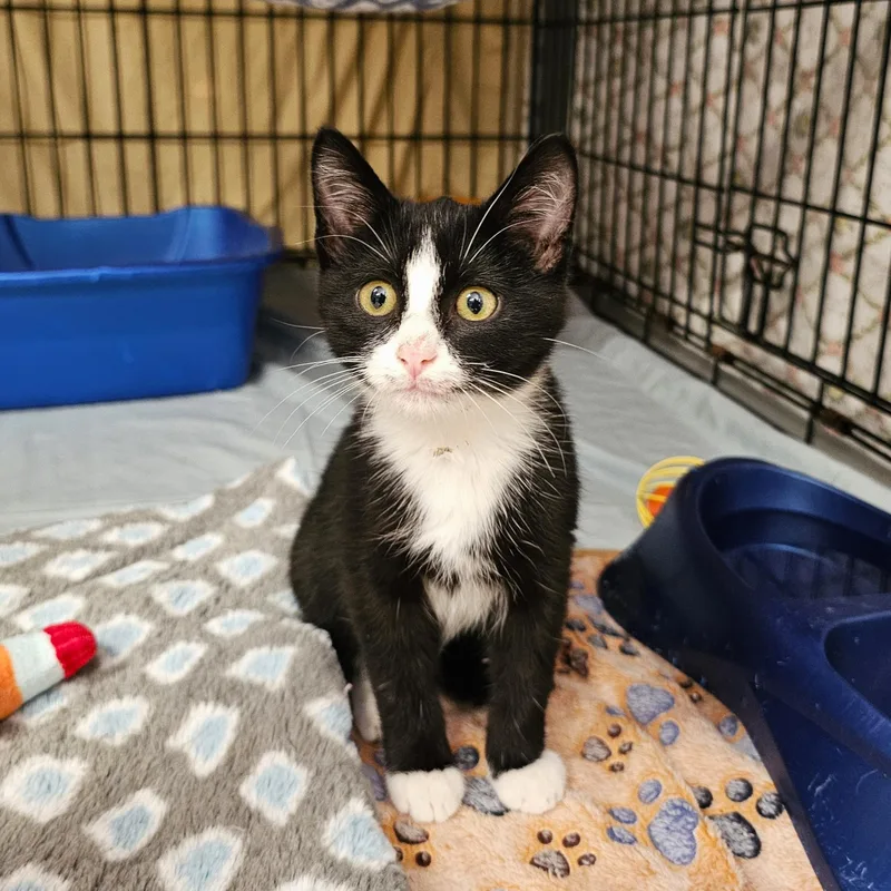 A baby medium-sized male Domestic Short Hair cat named Felix for adoption in Searcy, AR