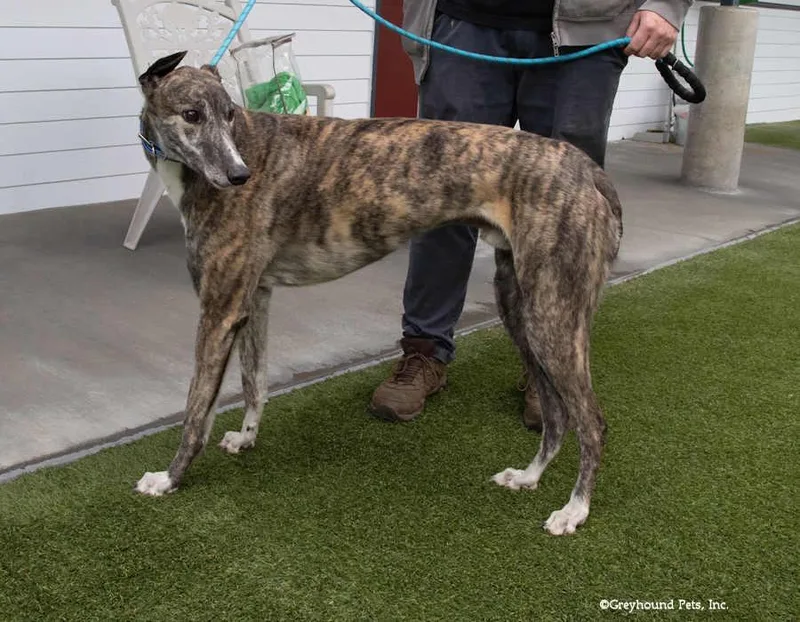 An adult large-sized male Greyhound dog named Bang for adoption in Woodinville, WA