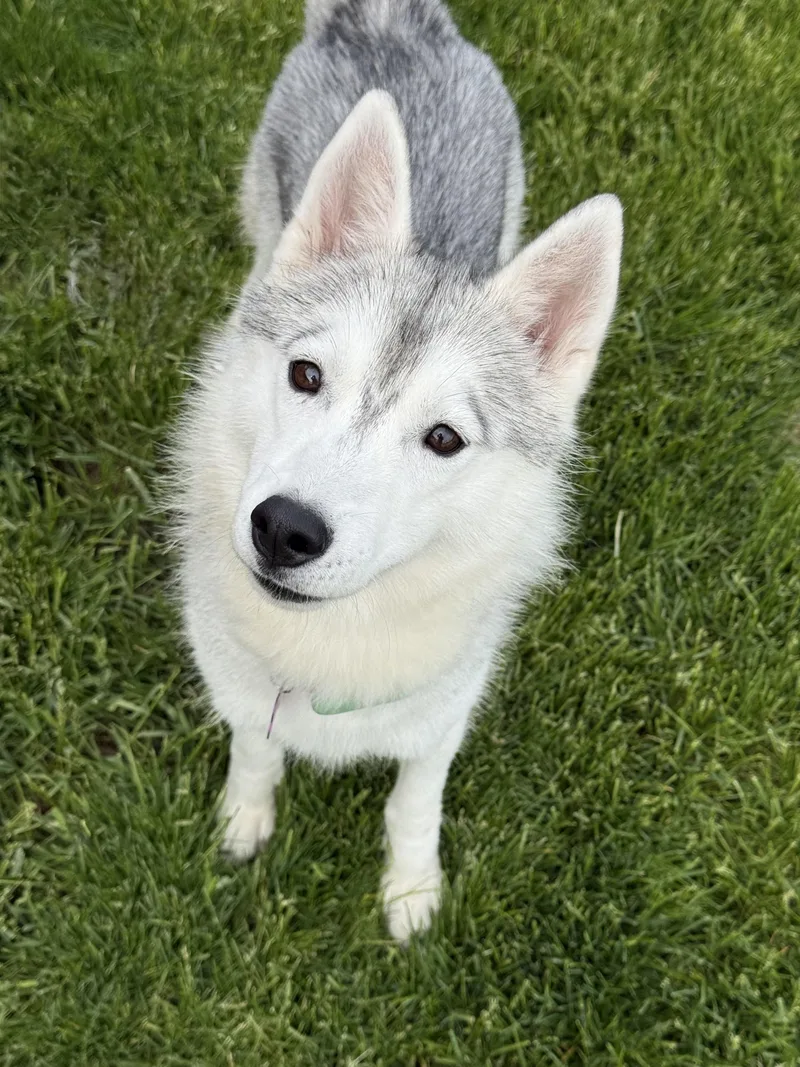 Orla