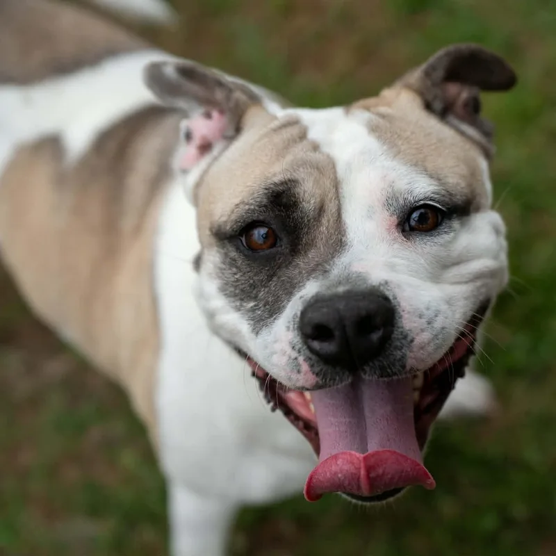 An adult medium-sized female White / Cream Mixed Breed dog named Alice for adoption in Myrtle Beach, SC