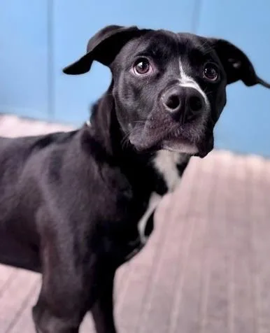 An adult large-sized male Labrador Retriever dog named Bama for adoption in Kansas City, MO