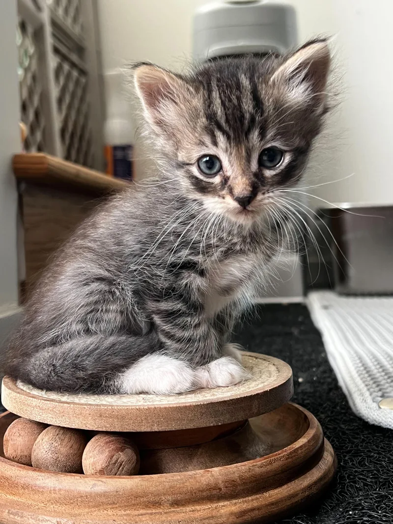 A baby medium-sized male Tabby (Brown / Chocolate) Domestic Medium Hair cat named The Wee Fergus for adoption in Santa Monica, CA