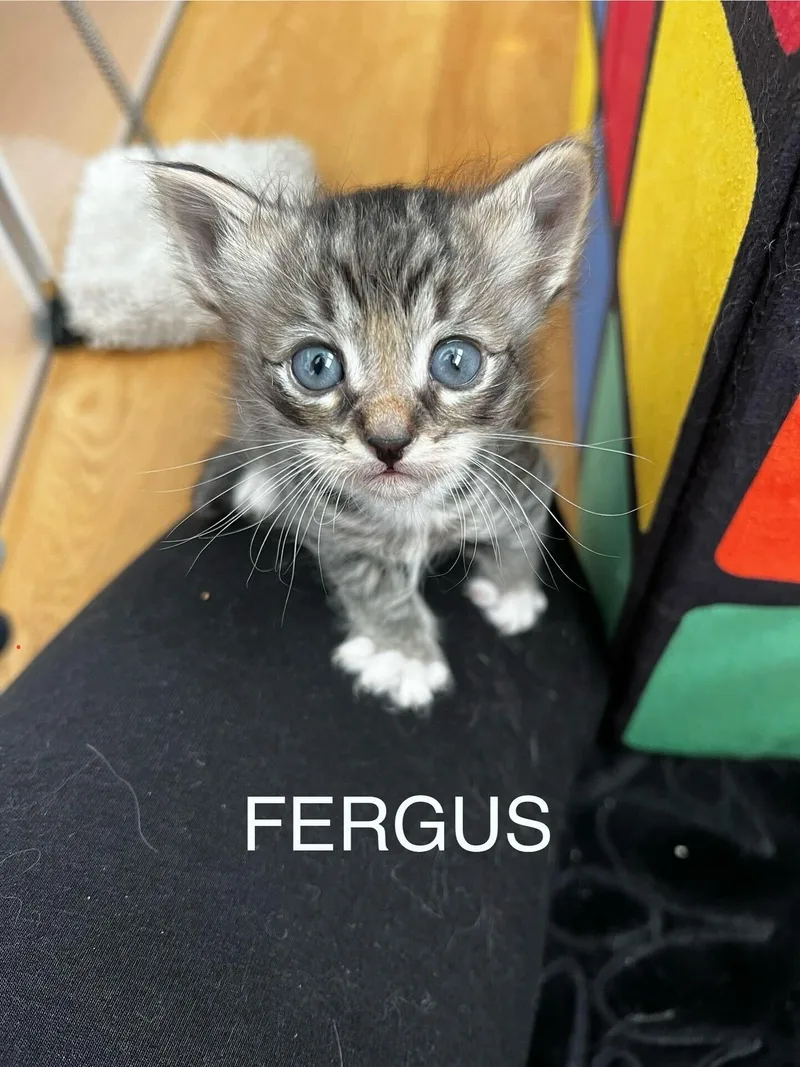The Wee Fergus thumbnail 3