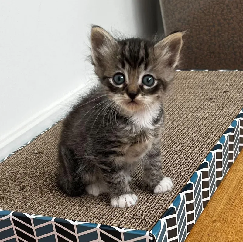 The Wee Fergus thumbnail 4