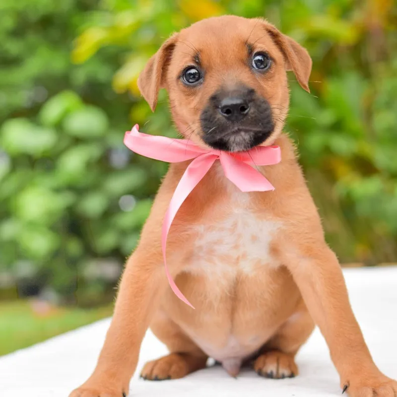A baby medium-sized male Brown / Chocolate Mixed Breed dog named Guava for adoption in Kailua Kona, HI