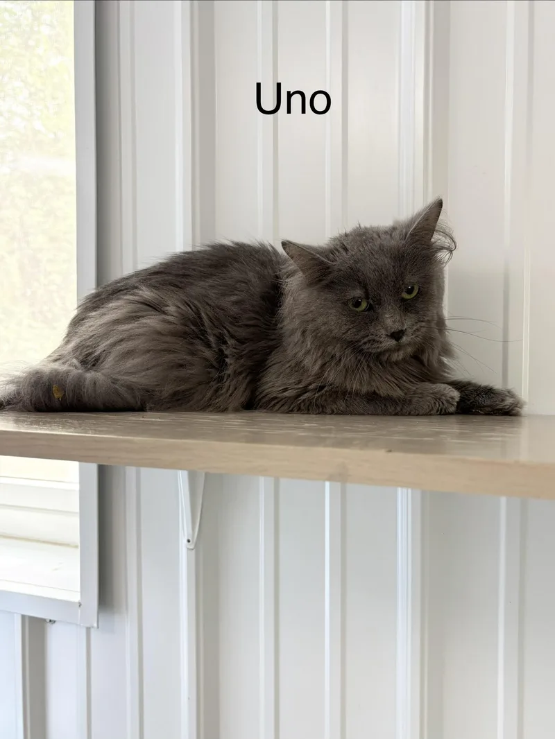 Uno thumbnail 2