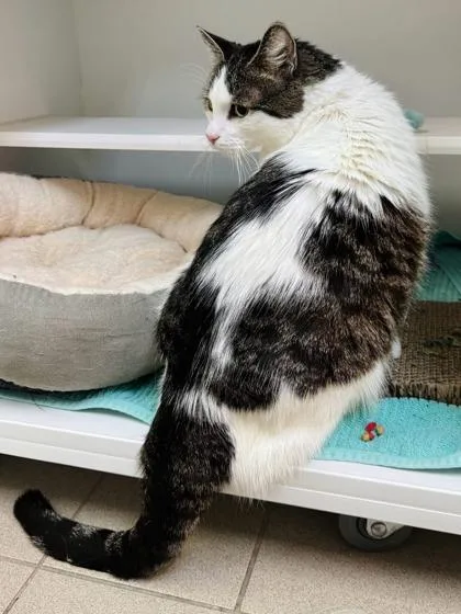 An adult medium-sized male Domestic Short Hair cat named Benny for adoption in Traverse City, MI