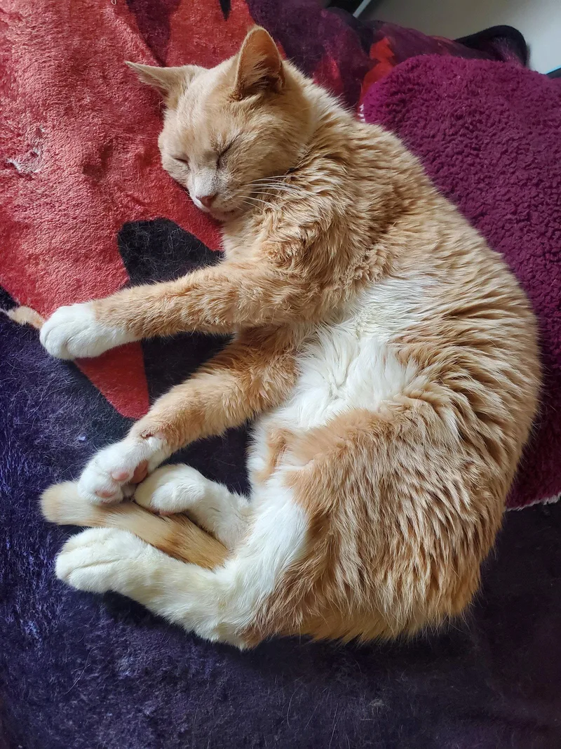 A senior medium-sized male Domestic Short Hair cat named Iroh for adoption in Greenfield, IN