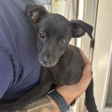 A baby small-sized male Black Terrier dog named Kc for adoption in Sonoma, CA