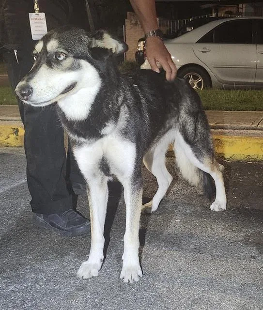 An adult medium-sized female Husky dog named Queen for adoption in San Antonio, TX
