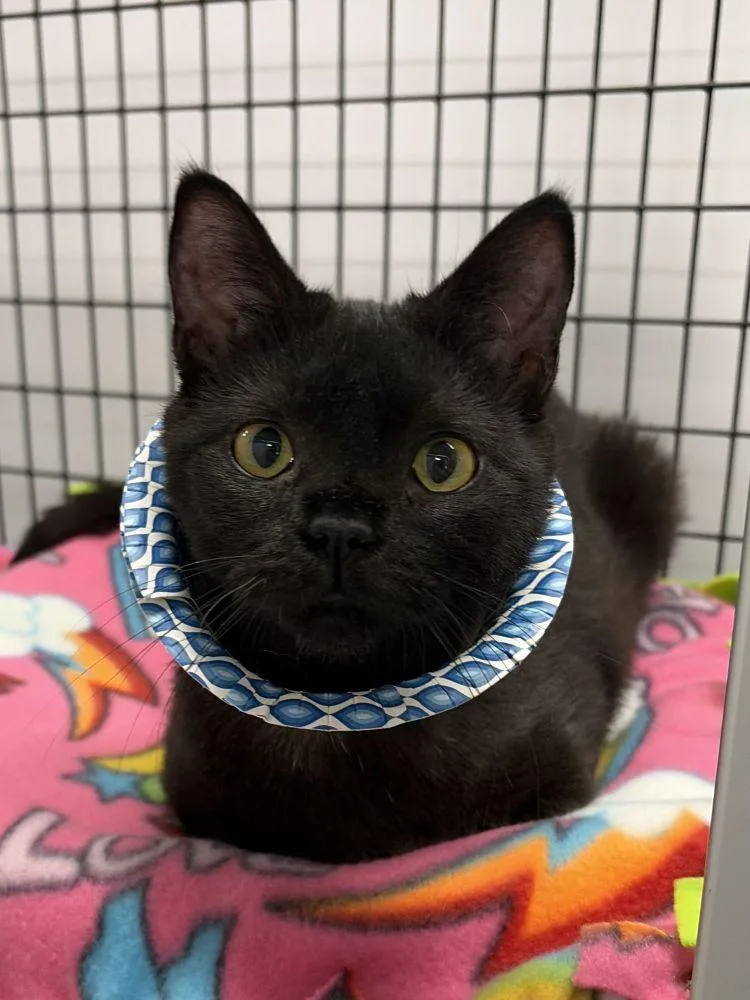 A young small-sized female Black Domestic Short Hair cat named Nebula for adoption in Alexandria, VA