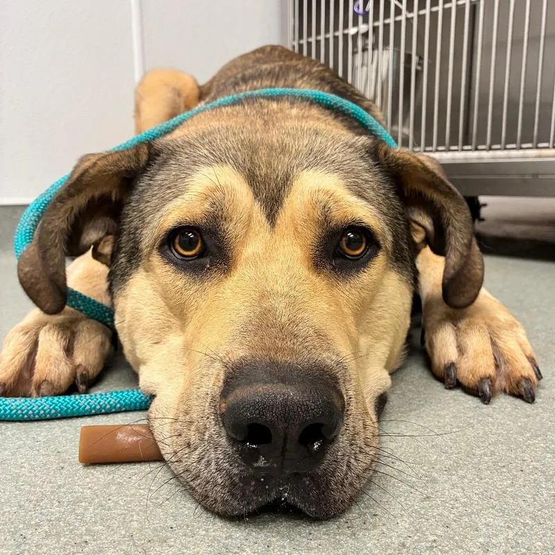 A young extra large-sized male Anatolian Shepherd dog named Mellow for adoption in Abilene, TX