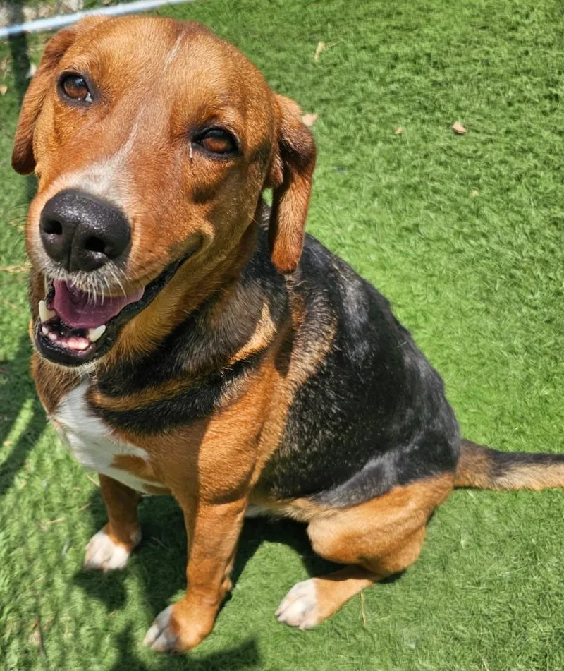 An adult large-sized male Hound dog named Billy Ray for adoption in Murphysboro, IL