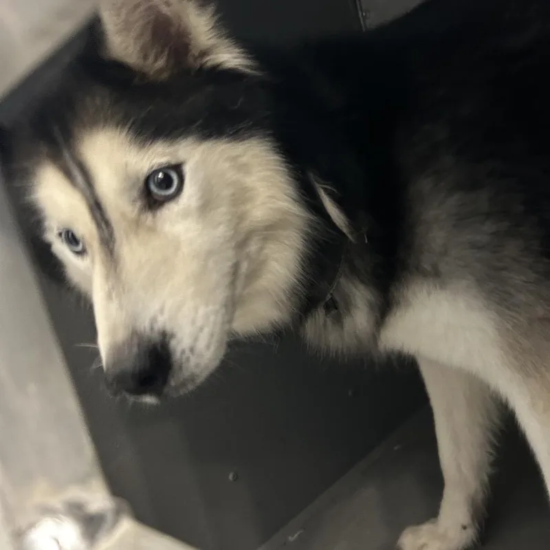 An adult medium-sized male White / Cream Husky dog named Merlin for adoption in Greensboro, NC