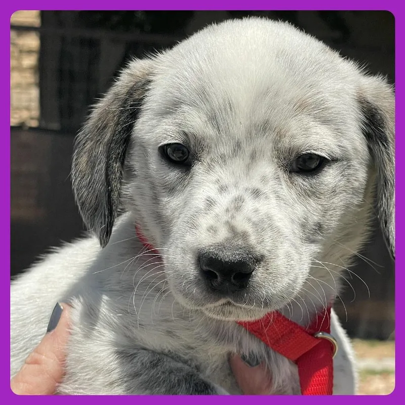 A baby small-sized female White / Cream Labrador Retriever dog named Sashimi for adoption in Prescott, AZ