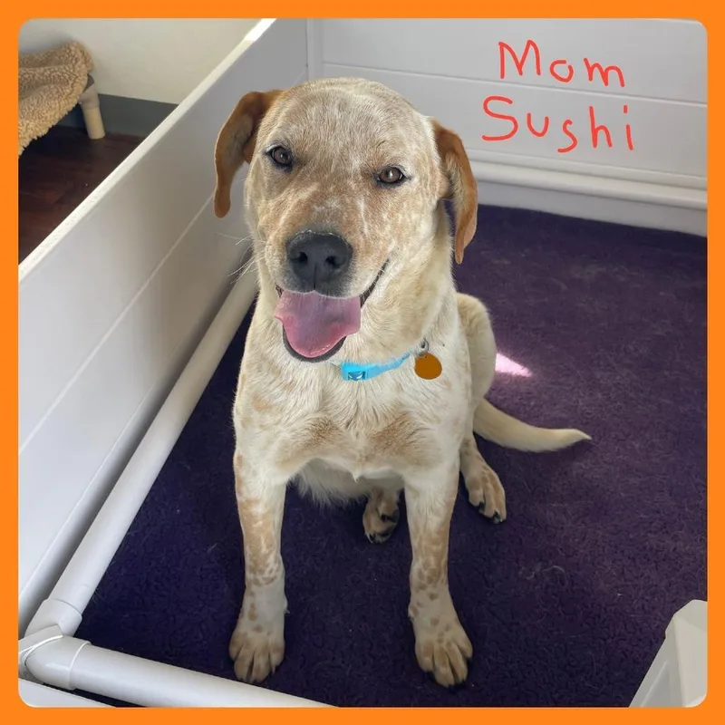 Sashimi thumbnail 5