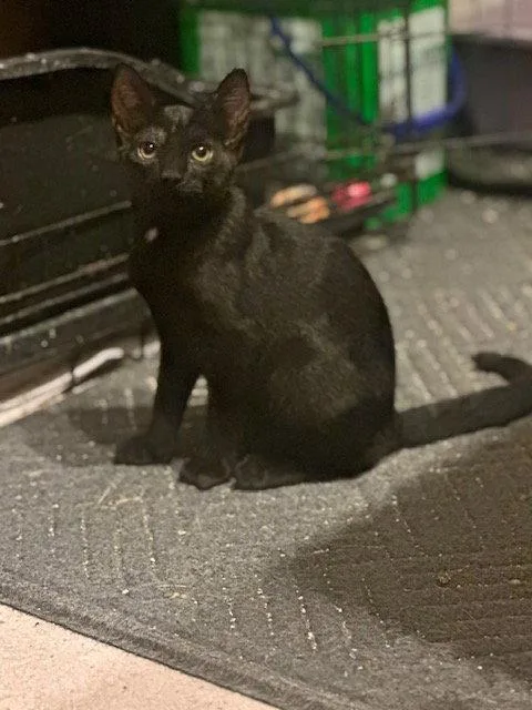 A young medium-sized male Black Domestic Short Hair cat named Beetle for adoption in Ocean Pines, MD