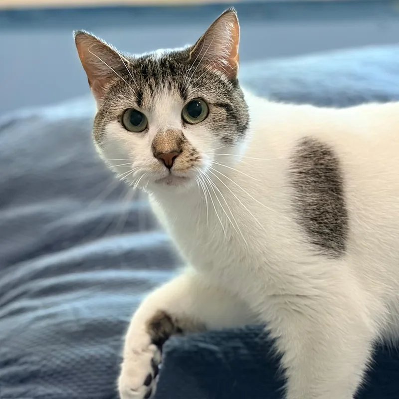 An adult medium-sized female White Domestic Short Hair cat named Nebula for adoption in Aldie, VA