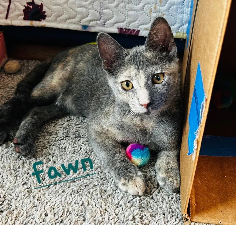 A young medium-sized female Domestic Short Hair cat named Faith for adoption in Longwood, FL