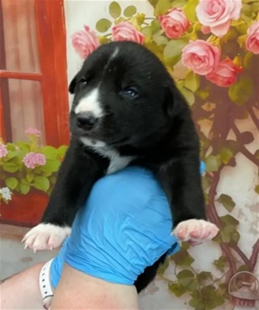 A baby small-sized female Pit Bull Terrier dog named Ophelila for adoption in San Bernardino, CA