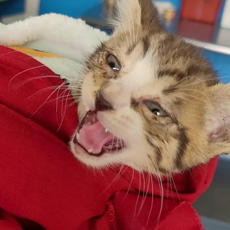 A baby small-sized male White Domestic Short Hair cat named Taylor for adoption in Montgomery, AL