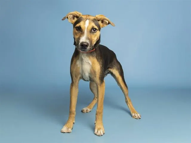 A young small-sized female German Shepherd Dog dog named Soup for adoption in Phoenix, AZ