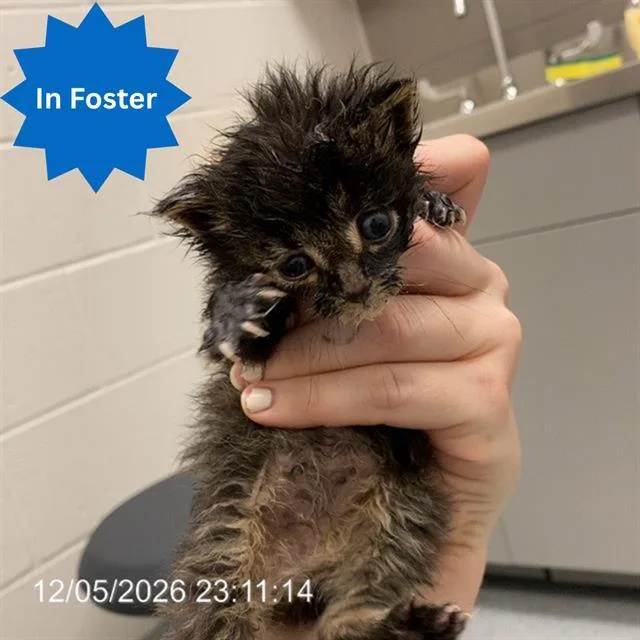A baby small-sized male Domestic Short Hair cat named Willis for adoption in Indianapolis, IN