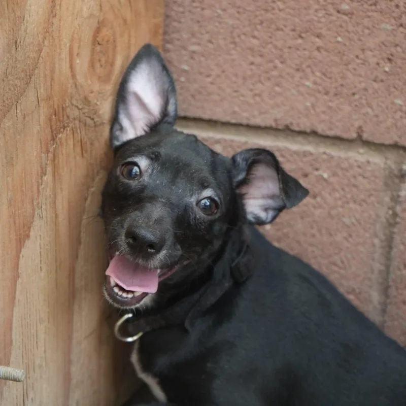 A young small-sized female Black Terrier dog named TinkyWinky for adoption in Coachella, CA