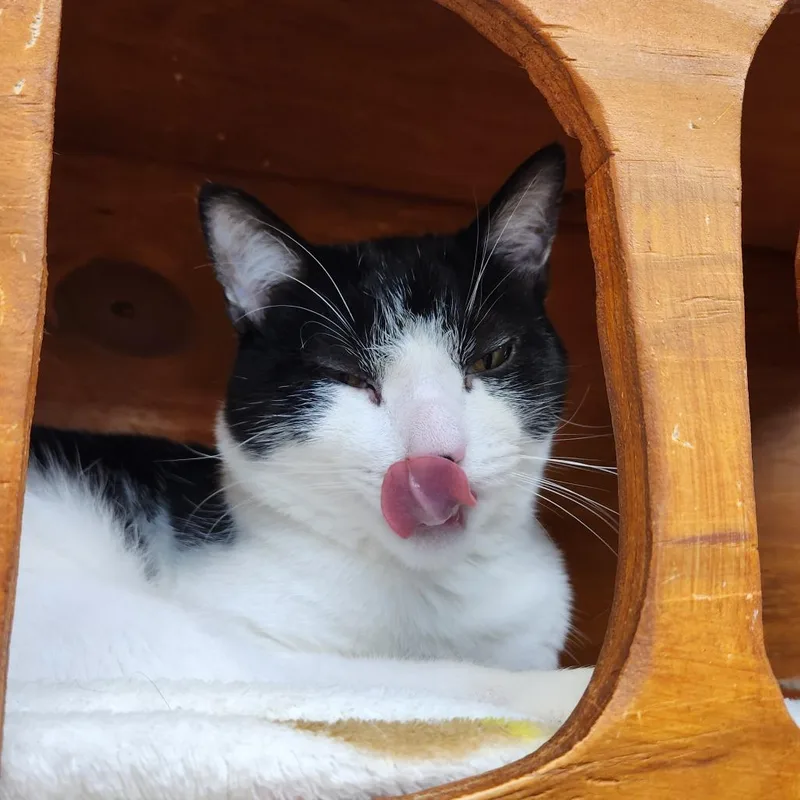 A young large-sized male Domestic Short Hair cat named Maverick for adoption in Delaware, OH