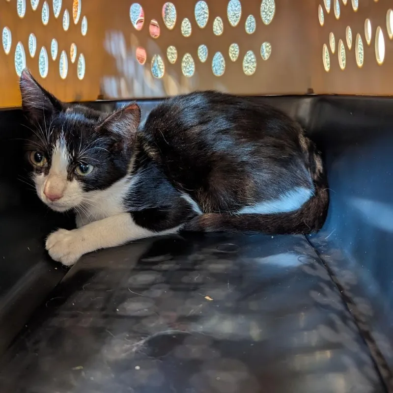A baby small-sized male White Domestic Short Hair cat named Weasel for adoption in Lynchburg, VA
