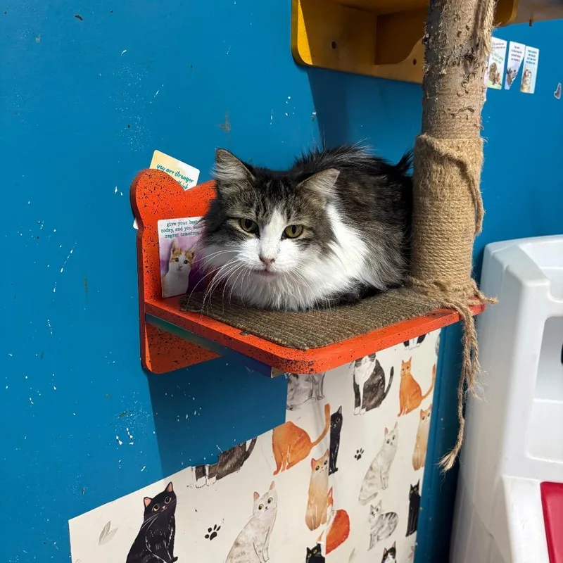 A senior small-sized female Domestic Medium Hair cat named Sassy for adoption in Hinesville, GA