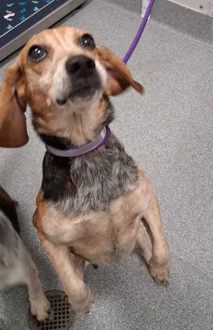 An adult small-sized female Mixed Breed dog named Marilyn Monroe for adoption in Sevierville, TN