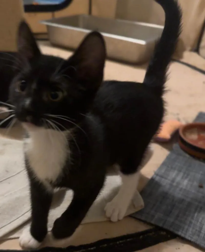 A baby medium-sized female Domestic Short Hair cat named Dolly Savior Of The for adoption in Fort Myers, FL