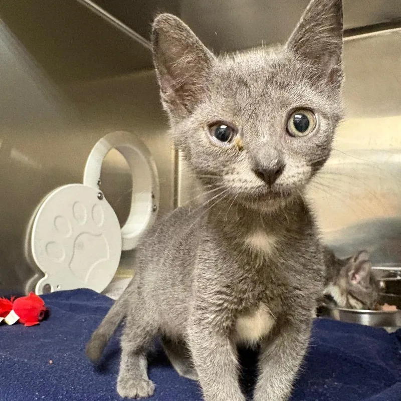 A baby small-sized female Domestic Short Hair cat named Binkey for adoption in Milton, FL