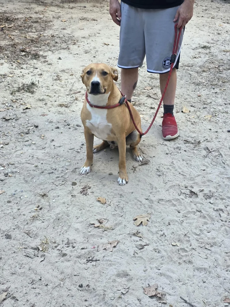An adult medium-sized male Golden American Staffordshire Terrier dog named Max for adoption in bauxite, AR