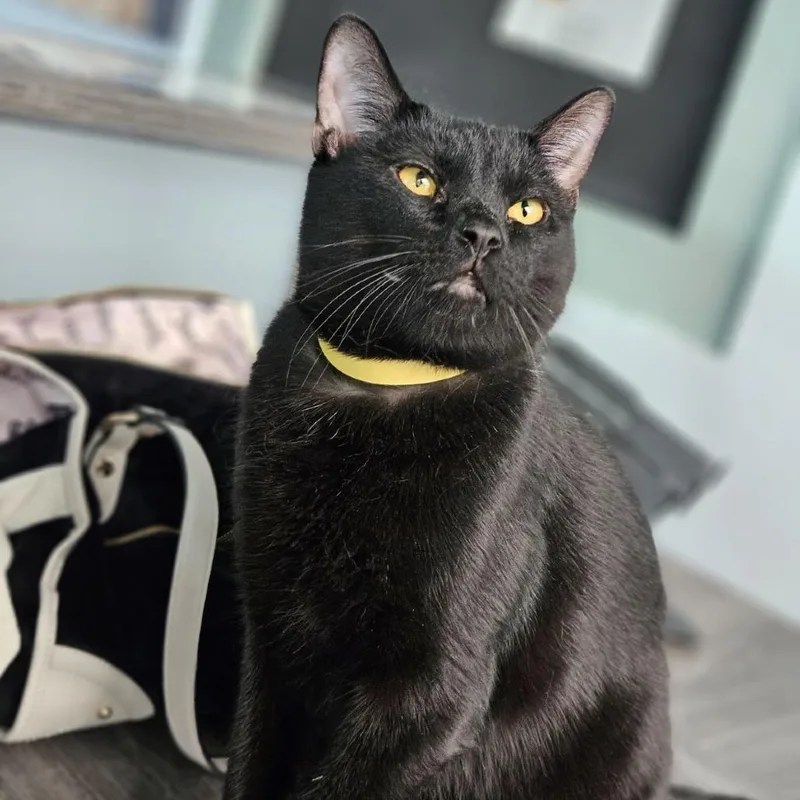 A young large-sized male Black Domestic Short Hair cat named Toshi for adoption in Lakewood, CO