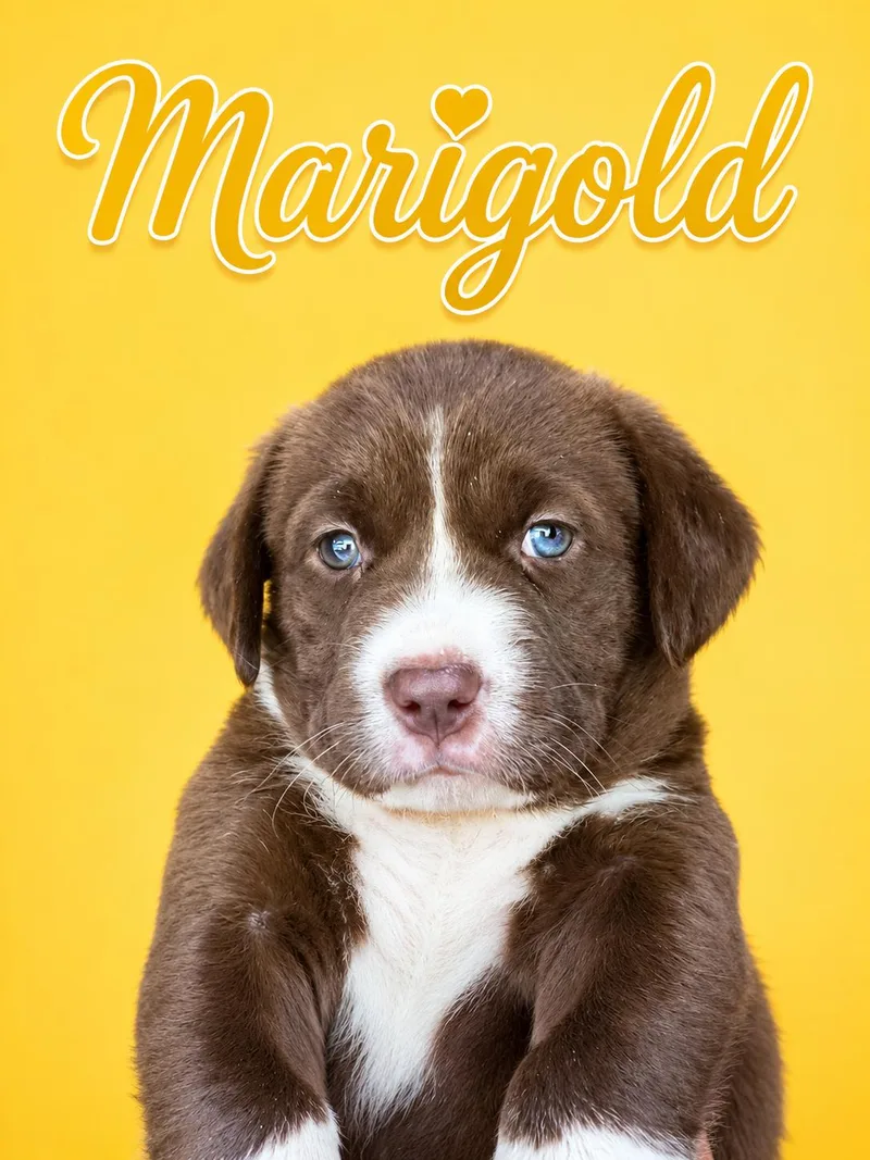 A baby medium-sized female Australian Shepherd dog named Marigold for adoption in Trinity, AL