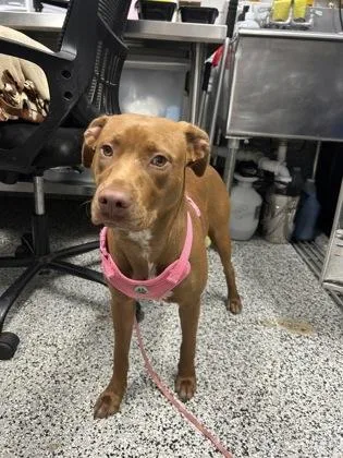 An adult medium-sized female Mixed Breed dog named Simone for adoption in West Chester, PA