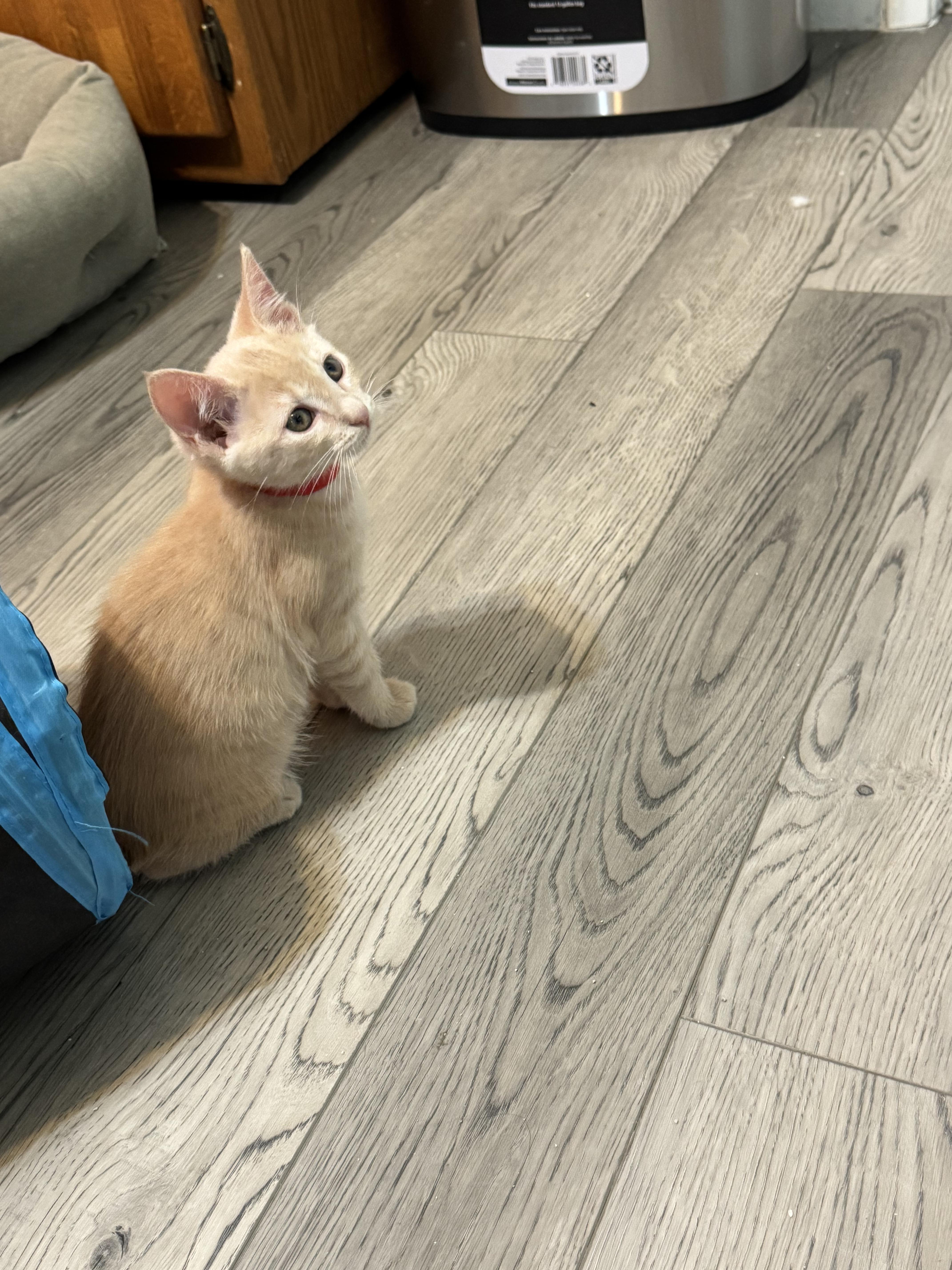 A baby small-sized male Domestic Short Hair cat named Stirling for adoption in Dixon, CA